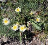 Taraxacum confusum. Цветущие растения. Карачаево-Черкесия, Тебердинский заповедник, хр. Домбай, г. Мусса-Ачитара, осыпь в субальпийском поясе. 27.07.2017.