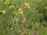 Astragalus frigidus. Зацветающие растения. Окр. г. Мурманска, влажная ложбина в кустарничково-лишайниковой тундре. 26.06.2010.