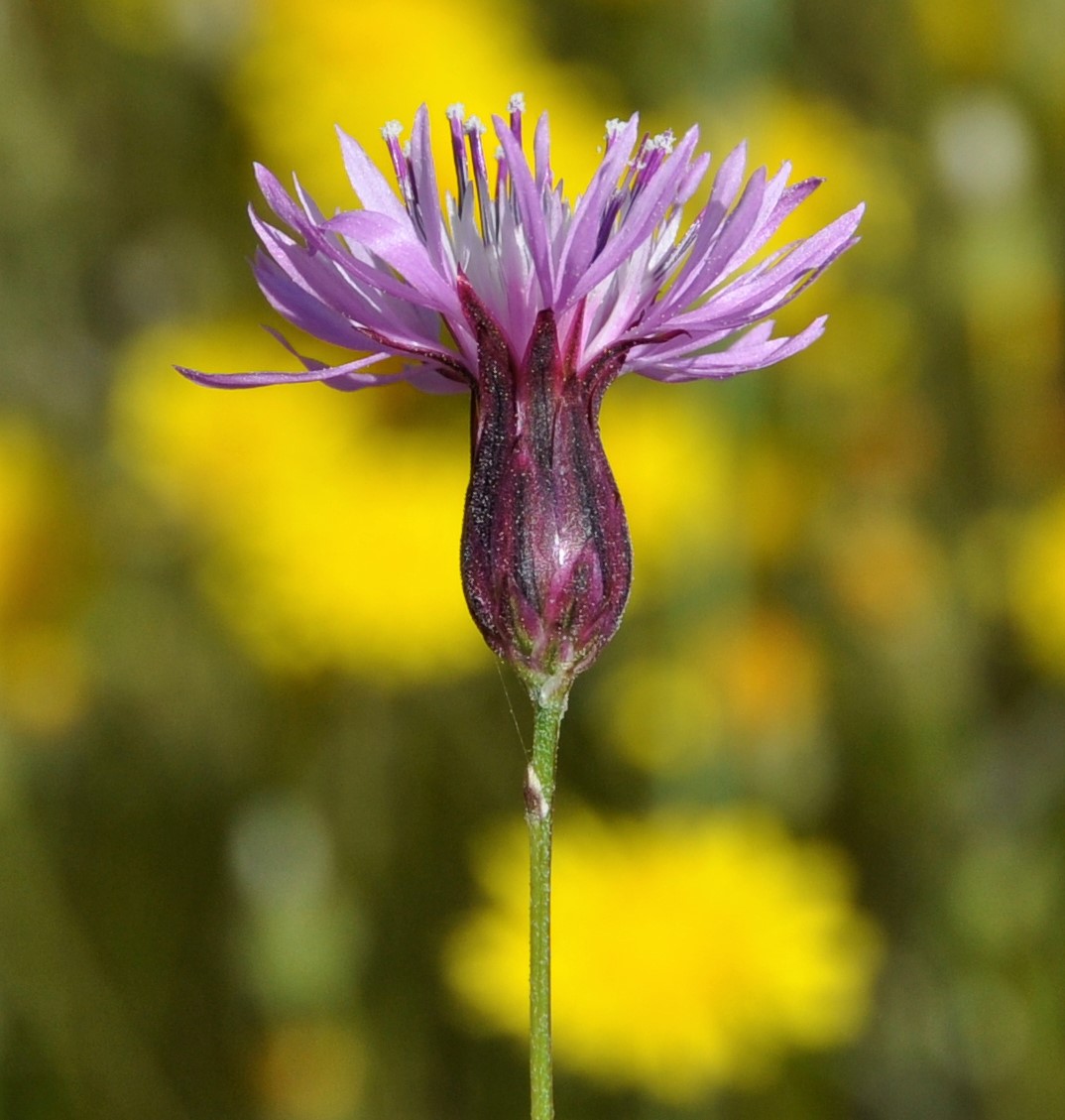 Изображение особи Crupina crupinastrum.