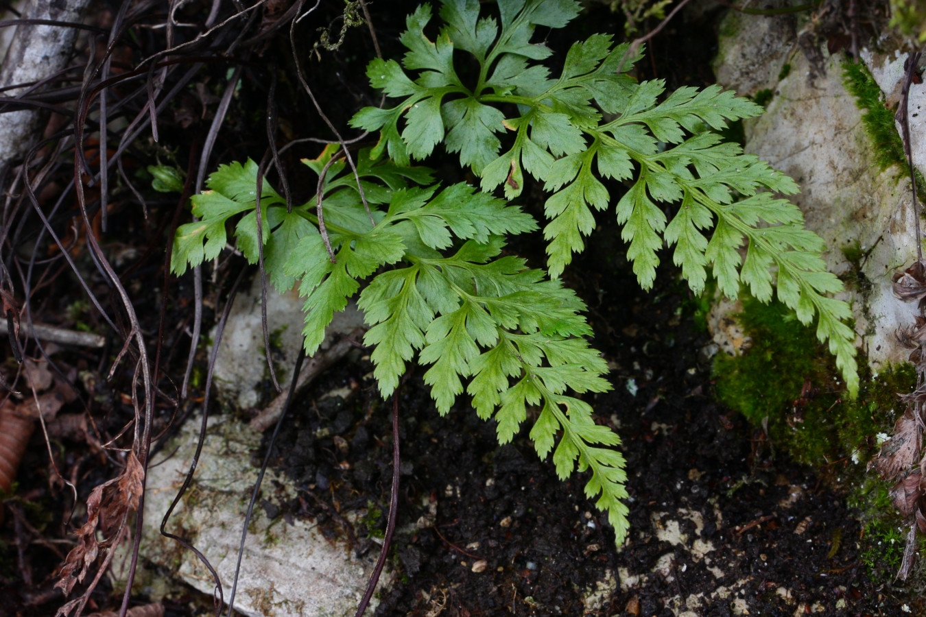 Изображение особи Asplenium adiantum-nigrum.