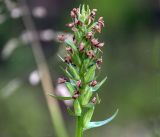 Dactylorhiza baltica. Созревающее соплодие. Московская обл., Раменский р-н, окр. дер. Хрипань, садовый участок. 22.06.2019.