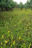 Solidago virgaurea