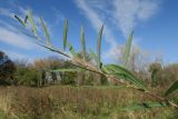 Salix vinogradovii