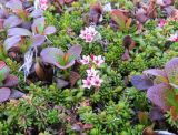 Loiseleuria procumbens. Цветущие растения в сообществе с Arctous. Берингово море, Карагинский зал., о. Верхотурова, тундра. 17.06.2019.