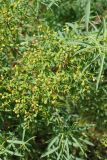 Euphorbia soongarica