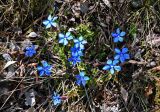 Gentiana uniflora. Цветущие растения. Алтай, Улаганский р-н, окр. с. Акташ, Курайский хребет, долина р. Ярлы-Амры, ≈ 1500 м н.у.м., опушка смешанного леса. 21.06.2019.