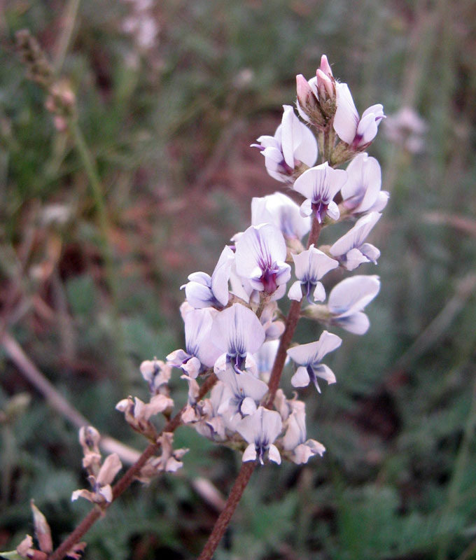 Изображение особи Oxytropis merkensis.