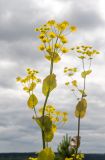 Bupleurum подвид aureum