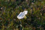 Ipomoea imperati