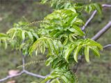 Pterocarya rhoifolia. Часть ветви с женскими соцветиями. Краснодарский край, г. Сочи, парк \"Дендрарий\", невдалеке от фонтана \"Сказка\", в культуре. 11.05.2021.