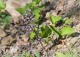 Trachystemon orientalis. Цветущее растение. Абхазия, Гудаутский р-н, Рицинский реликтовый национальный парк, долина р. Лашипсы, широколиственный лес, обочина грунтовой дороги. 13.05.2021.