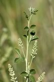 Meristotropis triphylla. Верхушка цветущего растения. Южный Казахстан, предгорья Боролдайтау. 09.06.2010.