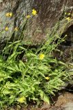 Hieracium cruentiferum. Цветущие растения в сообществе с Phegopteris connectilis. Мурманская обл., Кольский р-н, долина р. Титовка ниже автодороги А138 Мурманск — Печенга, Мельничные водопады, основание скалы у первого сверху водопада. 02.08.2022.