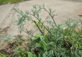 Artemisia campestris. Молодые побеги, оплетённые Convolvulus arvensis. Московская обл., г. Орехово-Зуево, Парковский мкр., ул. Набережная, берег реки Клязьма. 26.05.2016.