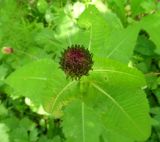 Cirsium heterophyllum