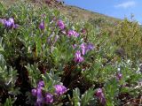 Oxytropis tragacanthoides