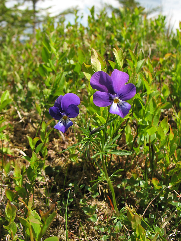 Изображение особи Viola declinata.