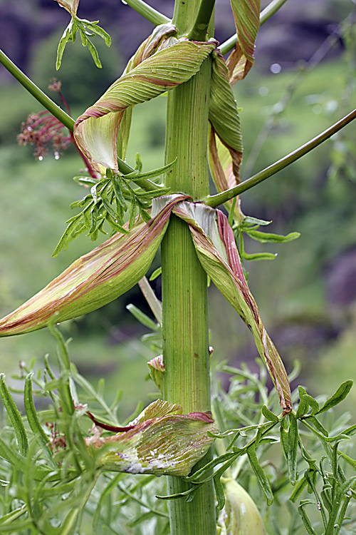 elaborate on the functions of ferula elaborate on the functions of ferula
