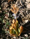 Primula macrophylla