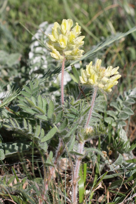 Изображение особи Oxytropis pilosa.