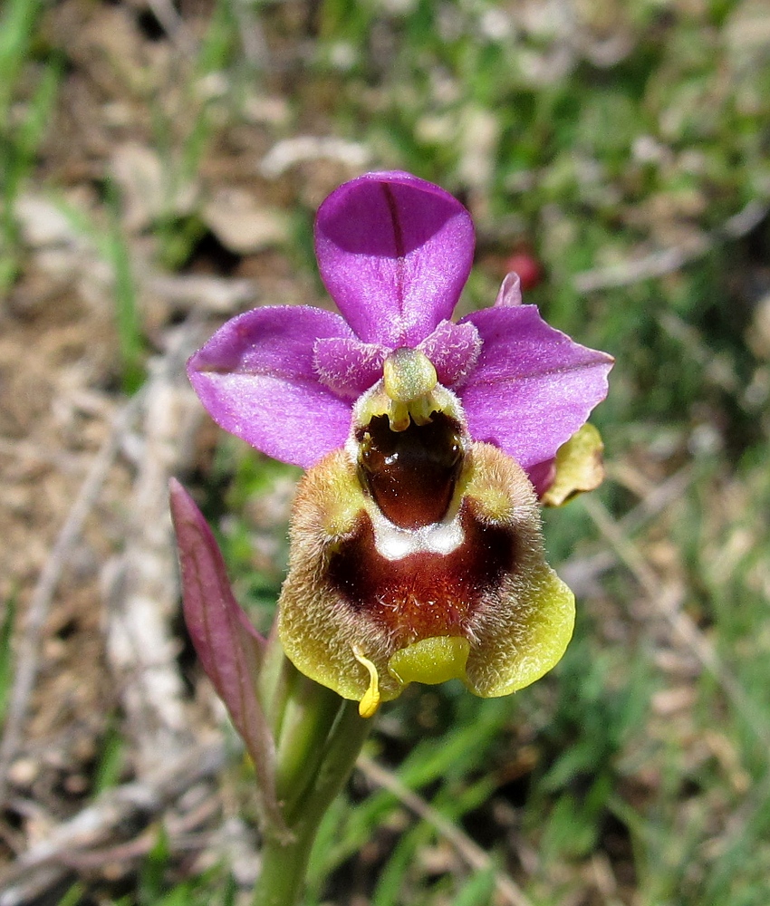 Image of Ophrys tenthredinifera ssp. ficalhoana specimen.