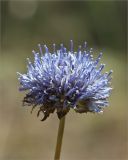 Jasione montana