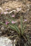 Pseudosedum longidentatum. Цветущие растения. Южный Казахстан, каньон Даубаба, правый берег. 05.05.2012.