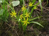 Gagea lutea