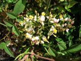 Nandina domestica