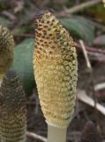 Equisetum telmateia