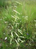 Silene chlorantha