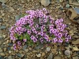 Thymus ussuriensis