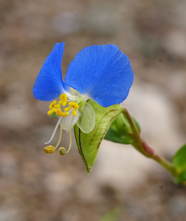 Изображение особи Commelina communis.