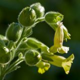 Nicotiana rustica. Цветки и незрелые плоды. Финляндия, г. Оулу, ботанический сад Университета Оулу, в культуре. 12.09.2013.