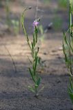 Hyalea pulchella. Цветущее растение. Южный Казахстан, восточная граница пустыни Кызылкум. 04.05.2012.
