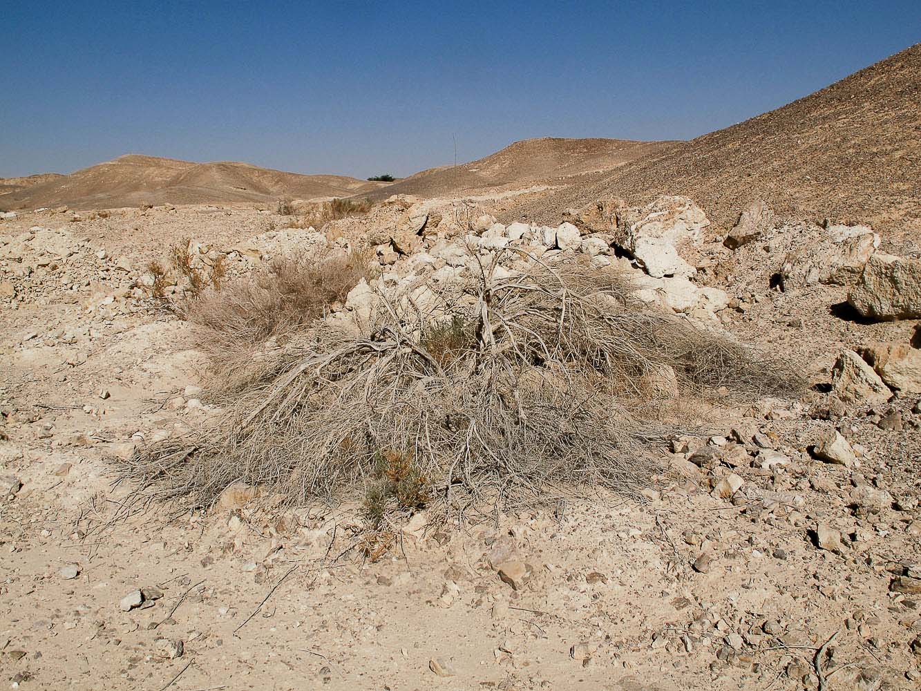 Изображение особи Salsola imbricata.