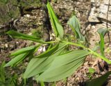 Polygonatum glaberrimum. Верхушка расцветающего растения. Краснодарский край, Новороссийский р-н, гора Рябкова, дубово-грабовый лес. 30.03.2014.