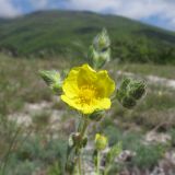 Potentilla callieri. Цветок и бутоны. Краснодарский край, м/о г. Новороссийск, гора Большой Маркотх. 17.05.2014.