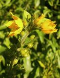 Lysimachia verticillaris