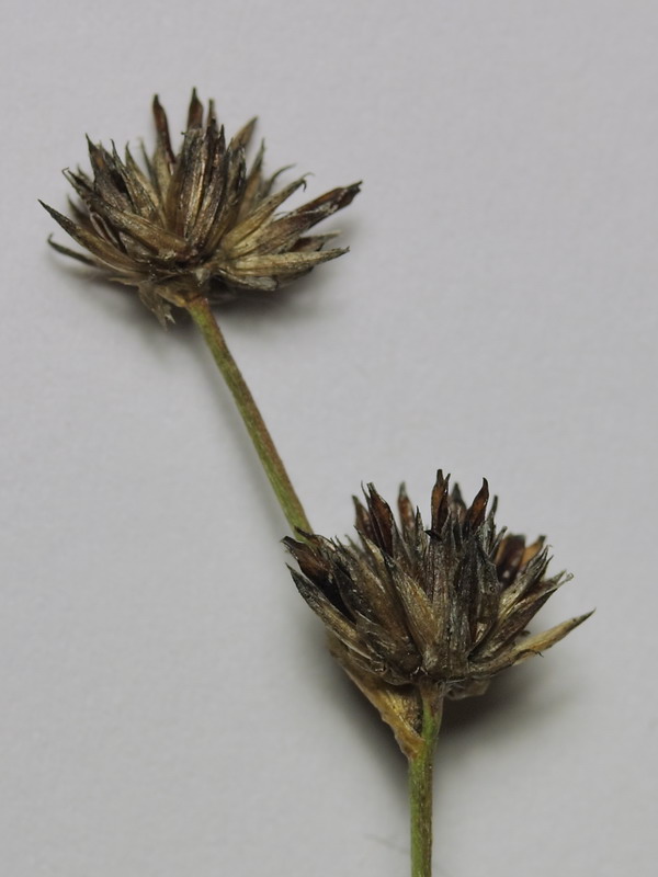 Изображение особи Juncus articulatus.