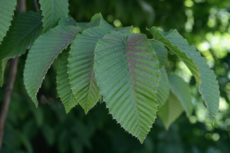 Изображение особи Carpinus cordata.