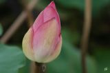 Nelumbo nucifera