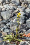 Solidago virgaurea подвид lapponica. Цветущее растение с сухим генеративным побегом среди прибрежных камней. Мурманская обл., п-ов Рыбачий, побережье Большой Волоковой губы. 30.07.2015.