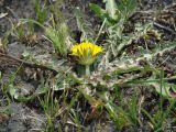 Taraxacum dissectum. Цветущее растение. Иркутская обл., Иркутский р-н, окр. пос. Боково, луг. 09.05.2015.