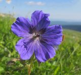 Geranium gymnocaulon. Цветок. Адыгея, Кавказский биосферный заповедник, склон горы Абадзеш, выс. ≈ 2200 м н.у.м., альпийский луг. 28.06.2015.