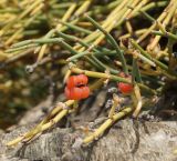 Ephedra dahurica