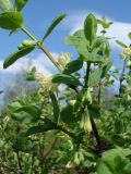 Lonicera caerulea