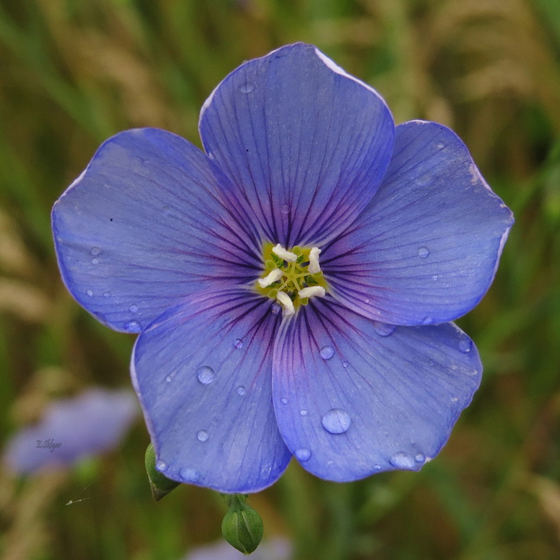 Изображение особи Linum perenne.