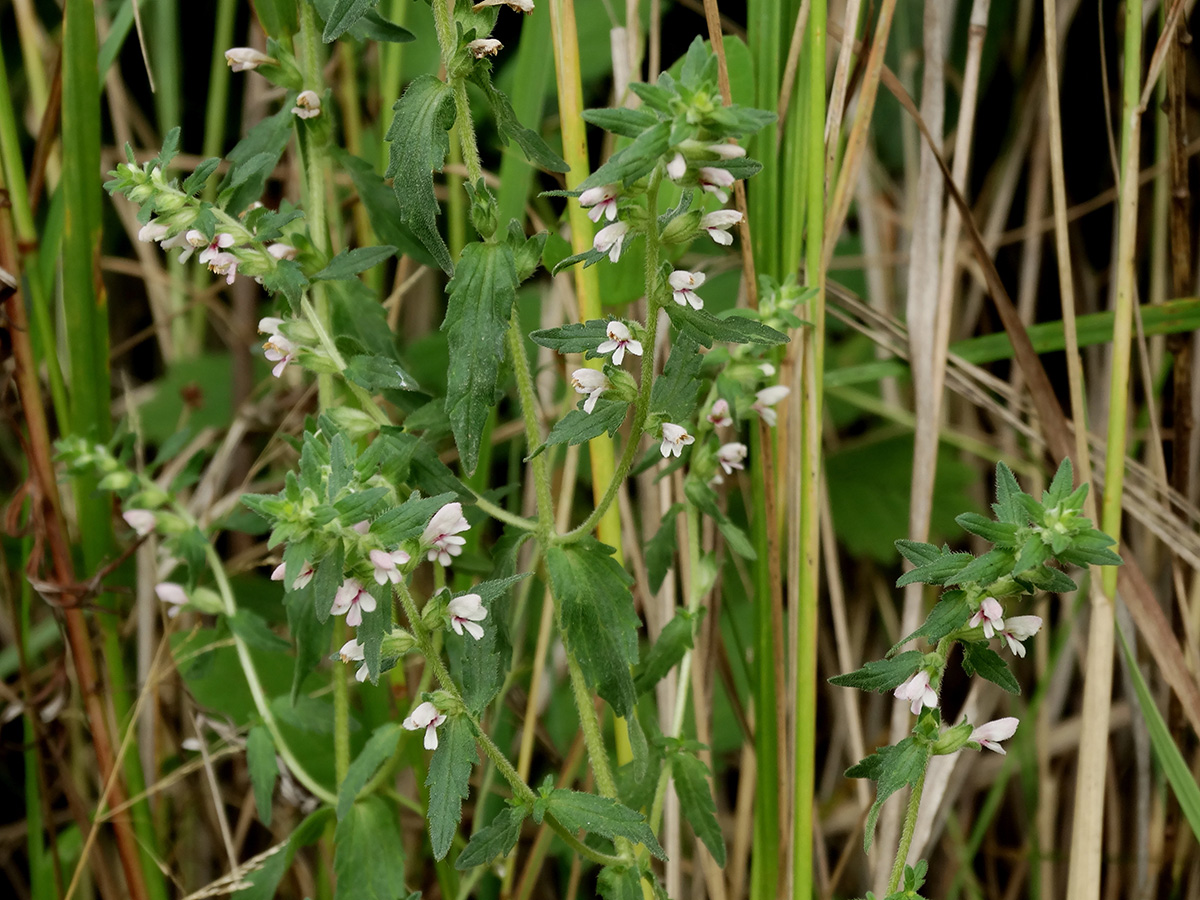 Изображение особи Odontites vulgaris.