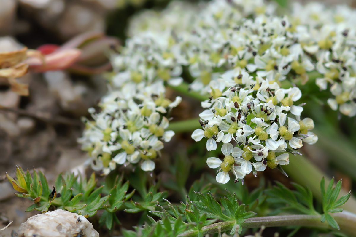 Изображение особи Schulzia albiflora.